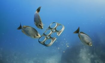 Florida Brewery Creates Biodegradable 6-Pack Rings That Can Be Eaten By Wildlife