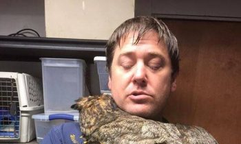 This Owl Cant Stop Hugging The Man Who Rescued Her