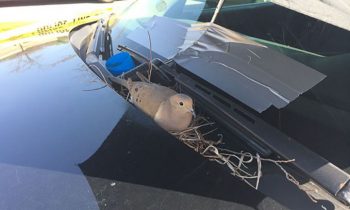 Cops Found A Dove Incubating Eggs On A Patrol Car. They Responded Wonderfully