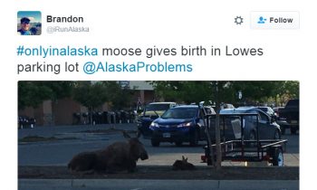 This Moose Just Had A Baby In A Lowes Parking Lot