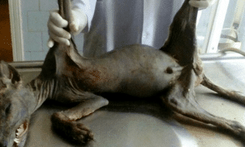 Ukrainian Farmer Says He Killed A Chupacabra And Has This Evidence To Prove It