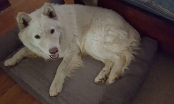 Dog Rescued From Euthanasia Is Now Training To Be A Little Boys Therapy Dog