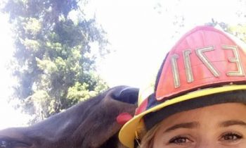 Orphaned Elk Shows Up At Wildfire, Snuggles Up On ALL The Firefighters