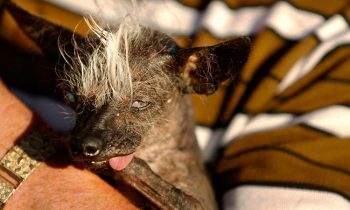 This Oozing Hairy Night Terror Won The Annual Worlds Ugliest Dog Competition