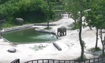 An Elephant Helps A Panicked Mother Rescue Her Baby That Fell Into A Pool