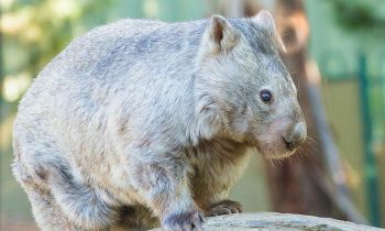 Australiaand#039;s Oldest Wombat Celebrates Her 31st Birthday With Cake