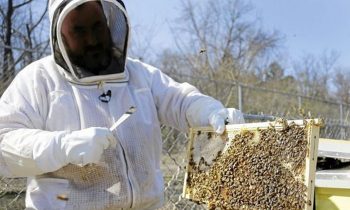 Community Raises $30,000 In 2 Days For Beekeepers After Their Hives Were Destroyed By Vandals