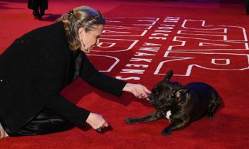 Carrie Fisherand#039;s Dog Attended The Premier Of and#039;The Last Jediand#039; To Watch Momand#039;s Final Film