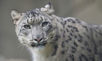 Snow Leopards Spotted For The First Time Ever In Eastern Tibet