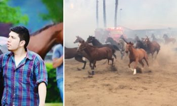 Dramatic Footage Shows Man Risking His Life To Help Horses Escape From Wildfires