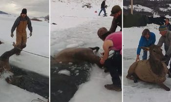 Dozens Of Wyoming Residents Rescue A Herd Of Elk That Fell Through Ice