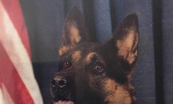 K9 Unit Retires From Service, Officer Adopts His Favorite Partner