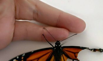 Woman Performs Surgery On Injured Butterfly And Saves Its Life