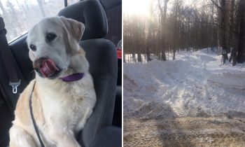 Dog Missing For 5 Days In Maine Is Found Alive In Snowbank