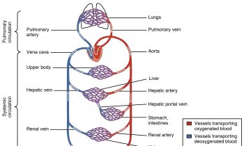 Is the Pump Necessary for Muscle Growth?