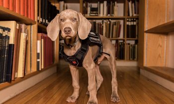 Museum Hires Puppy To Protect Its Valuable Artwork From Bugs