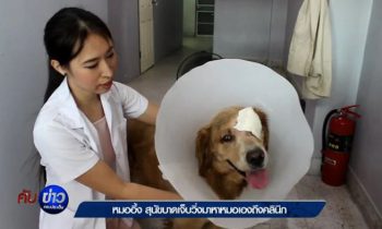 An Injured Dog Took Himself To The Vet And Got Treatment