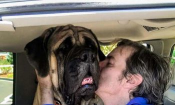 Therapy Dog Stuck In Traffic Jam Helps A Man Who Desperately Needed A Hug