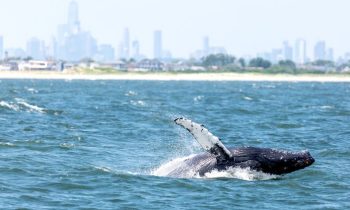 For The First Time In A Century, Humpback Whales Have Returned To New York City