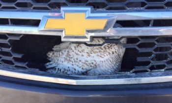 Snowy Owl Hit And Trapped In SUV and#039;Will Make A Full Recoveryand#039;