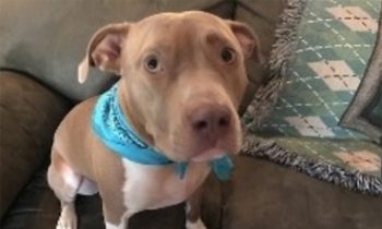 Pit Bull Saves Owners From Carbon Monoxide Poisoning