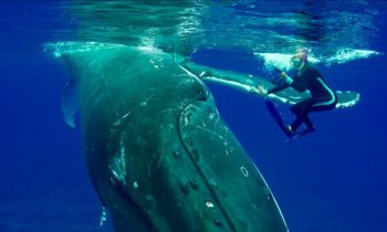 Amazing Footage Shows A Humpback Whale Protect A Diver From A Shark