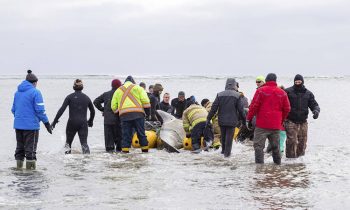 100 Nova Scotia Volunteers Rush To The Beach To Save A Stranded Whale