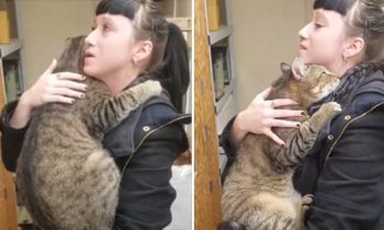 Cat That Loves Being Held Finds Forever Home After Video Goes Viral