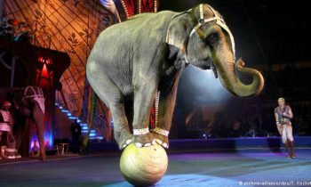 Wales To Ban The Use Of Wild Animals In Circuses