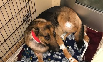 Hero German Shepherd Shot Multiple Times Saving His 16-Year-Old Owner From Burglars