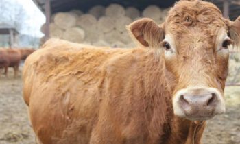 Cow Escapes Slaughterhouse By Smashing Through A Metal Fence And Swimming To An Island