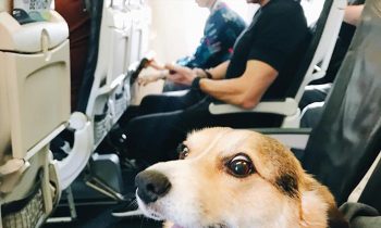 Dog Spots Stranger In Airport And Instantly Knows He Needs Comforting