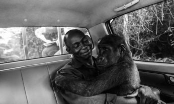 Picture Of Gorilla Hugging The Man Who Saved Her Life Wins Wildlife Photo Of The Year