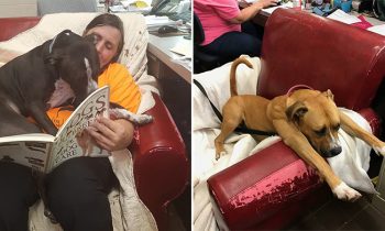 This Animal Shelter Gives Their Rescue Dogs Big Comfy Chairs So They Feel At Home