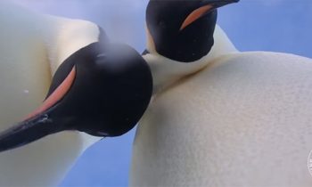 Two Emperor Penguins In Antarctica Find A Camera And Take A Selfie Video