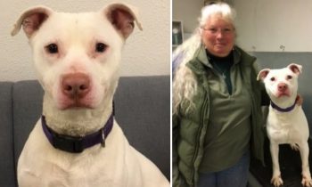 Dog Deemed Unadoptable To Become First-Ever Deaf K-9 In Washington