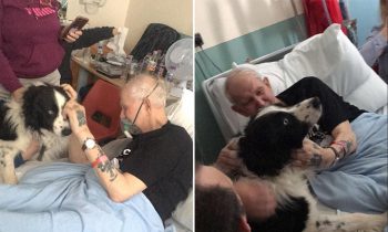 Nurses Break The Rules And Allow A Dying Man To See His Beloved Dog Before He Passed Away