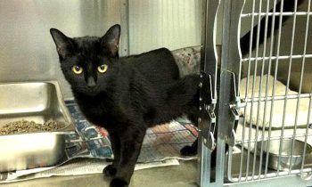 Unexpected Benefit Of and#039;Black Pantherand#039;: The Increased Adoption Of Black Cats