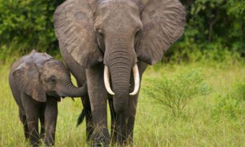 Britain Announces Toughest Ban On Ivory In Europe In Effort To Protect Elephants