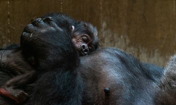 Gorilla Cradles Her Newborn Baby And Gently Kisses Him