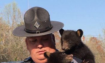 State Trooper Rescues Two Bear Cubs After Mom Was Hit By A Car