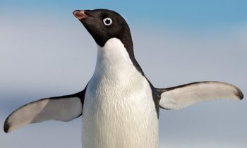 Disneynature's Penguins Trailer Reveals Earth Day 2019 Release Date