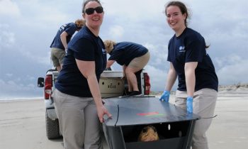 New England Aquarium Releases 14 Rescued Sea Turtles Back Into The Ocean