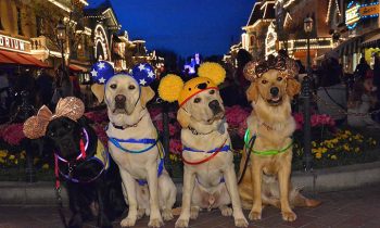 A Group Of Service Dogs Took A Trip To Disneyland And The Photos Are Amazing