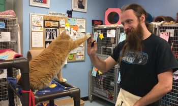 Animal Shelters Are Teaching Cats How To and#039;High Fiveand#039; To Make Them More Attractive For Adoption