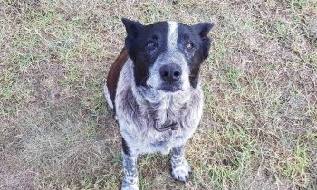 17-Year-Old Deaf And Blind Dog Helps Searchers Find Missing 3-Year-Old Girl