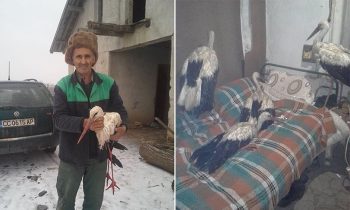 Bulgarians Are Letting Storks Inside Their Homes To Save Them From Freezing