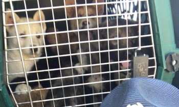 Police Officer Saves 10 Puppies Locked In A Trunk With No Water Or A/C