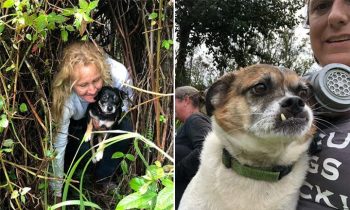 Dogs Missing For 10 Days Are Found Surrounded By Lava