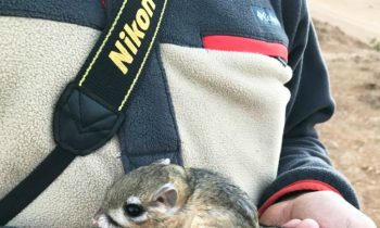 The and#039;Extinctand#039; Kangaroo Rat Reemerges After 30 Years